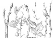 Mally Francis botanical drawing