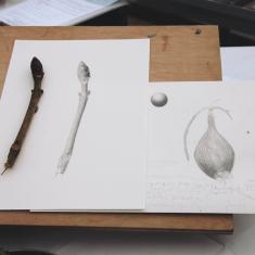 Drawings by Billy Burman, Trengwainton botanical illustration Spring course