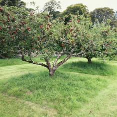 Old Orchard, Trengwainton