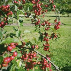 Crab apples in the new orchard